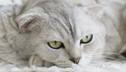 星空体育网页-乒超联赛:孙颖莎连战连捷